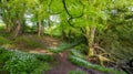 Wild garlic and country lanes in the Hangers above Petersfield, Hampshire, UK Royalty Free Stock Photo