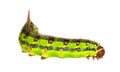 Hawkmoth caterpillar