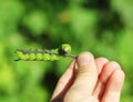 Hawkmoth caterpillar Royalty Free Stock Photo