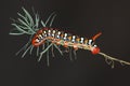 Hawkmoth caterpillar (Hyles euphorbiae)