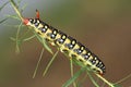 Hawkmoth caterpillar (Hyles euphorbiae) Royalty Free Stock Photo