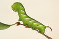 Hawkmoth caterpillar (Sphinx ligustri)