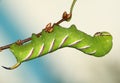 Hawkmoth caterpillar (Sphinx ligustri)