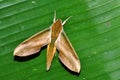 Hawkmoth on green leaf