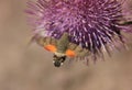 The hawkmoth-Macroglossum stellatarum is a family of dusky