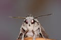 Hawkmoth portrait (Sphinx convolvuli) Royalty Free Stock Photo