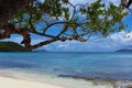 Tropical Caribbean beach with tree St. John, USVI Royalty Free Stock Photo