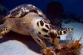 Hawks Bill Sea Turtle Royalty Free Stock Photo