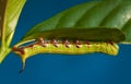 Hawks moth caterpillar