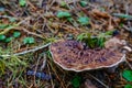 hawks wing mushroom on the forest floor in autumn