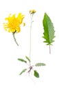 Hawksbeard