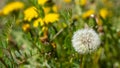 Hawksbeard flower heads and ripe seeds are sometimes confused with dandelions. Seedhead of dandelions