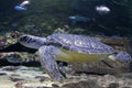 Hawksbill Marine sea Turtle Royalty Free Stock Photo
