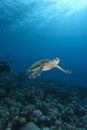 Hawksbill Sea Turtle