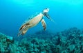 Hawksbill sea turtle Royalty Free Stock Photo