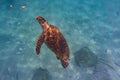 Hawksbill Sea Turtle in Barbados