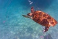 Hawksbill Sea Turtle in Barbados