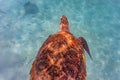 Hawksbill Sea Turtle in Barbados
