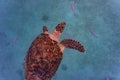 Hawksbill Sea Turtle in Barbados