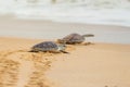 Hawksbill sea turtle on the beach. Royalty Free Stock Photo