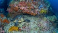 Hawksbill sea turtle, Chelonia mydas. Misool, Raja Ampat, Indonesia