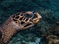 Hawksbill sea turtle close up Royalty Free Stock Photo