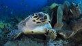 Hawksbill sea turtle Royalty Free Stock Photo