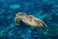 Hawksbill sea turtle coral reef background Royalty Free Stock Photo