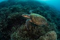 Hawksbill Sea Turtle and Coral Reef Royalty Free Stock Photo