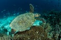 Hawksbill Sea Turtle and Coral Reef in Indonesia Royalty Free Stock Photo