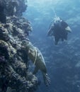 Hawksbill Sea Turtle on Coral Reef Wall Underwater with Diver Royalty Free Stock Photo