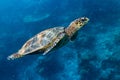 Hawksbill sea turtle coral reef background Royalty Free Stock Photo