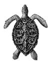 Hawksbill Sea Turtle Engraving Vintage Illustration