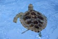 Hawksbill sea turtle (Eretmochelys imbricata) Royalty Free Stock Photo