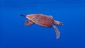 Hawksbill sea turtle, Eretmochelys imbricata. Blue water background, Raja Ampat Royalty Free Stock Photo