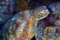 Hawksbill Sea Turtle, Bunaken National Marine Park, Indonesia Royalty Free Stock Photo