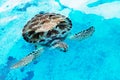 Hawksbill sea turtle Eretmochelys imbricata is critically endangered sea turtle Royalty Free Stock Photo