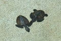 Two Hawksbill Sea Turtles are 3-4 months old. Eretmochelys imbricata. Royalty Free Stock Photo