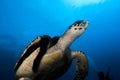 A Hawksbill Sea Turtle (Eretmochelys imbricata) Royalty Free Stock Photo