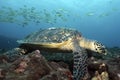 Hawksbill sea turtle Eretmochelys imbricata eating Royalty Free Stock Photo