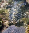 Hawksbill Sea Turtle Eretmochelys imbricata Royalty Free Stock Photo
