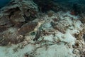 hawksbill sea turtle, eretmochelys imbricata Royalty Free Stock Photo