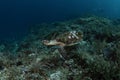 hawksbill sea turtle, eretmochelys imbricata Royalty Free Stock Photo