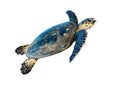 Hawksbill sea turtle