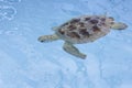 Hawksbill sea turtle (Eretmochelys imbricata) Royalty Free Stock Photo