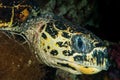 Hawksbill sea turtle head closeup Royalty Free Stock Photo