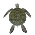 Hawksbill Sea Turtle isolated on white. 3D illustration