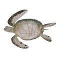 Hawksbill Sea Turtle isolated on white. 3D illustration