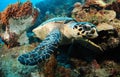 Hawksbill sea turtle and reef