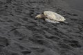 Hawksbill sea turtle resting on black sand beach Royalty Free Stock Photo